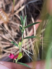 Indigofera linifolia
