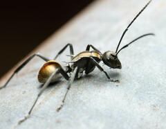 Polyrhachis brisbanensis