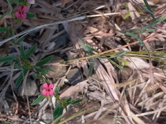 Indigofera linifolia