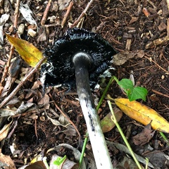 Coprinus comatus