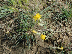 Galatella villosa