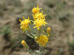 Galatella villosa