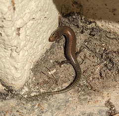 Chalcides ocellatus