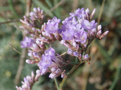 Limonium gmelinii