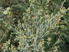 Artemisia santonicum