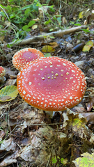 Amanita muscaria