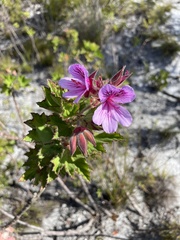 Pelargonium cucullatum