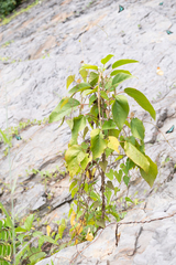 Acalypha angatensis