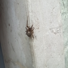 Zygiella x-notata