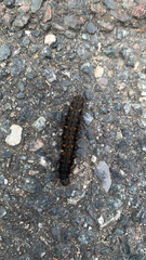 Nymphalidae