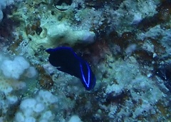 Pseudochromis springeri