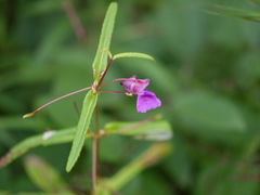 Impatiens tomentosa