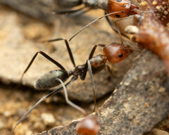 Iridomyrmex rubriceps