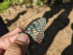 Hestina assimilis formosana