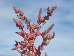Suaeda