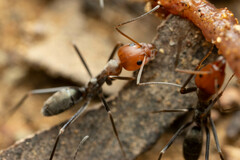 Iridomyrmex rubriceps