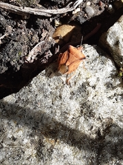 Carpocoris fuscispinus