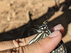 Hestina assimilis formosana