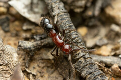 Lioponera picta