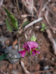 Alysicarpus tetragonolobus