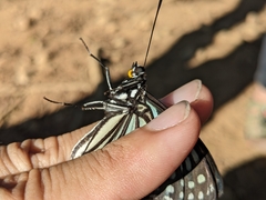 Hestina assimilis formosana