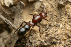 Lioponera picta