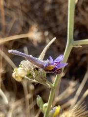 Delphinium peregrinum