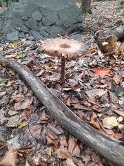 Fungi