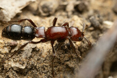 Lioponera picta