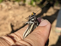 Hestina assimilis formosana