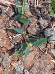 Alysicarpus tetragonolobus