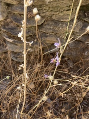 Delphinium peregrinum