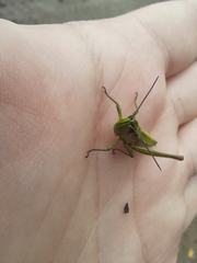 Euthystira brachyptera