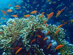 Pseudanthias squamipinnis