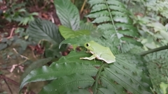 Zhangixalus taipeianus