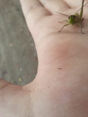 Euthystira brachyptera