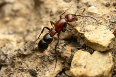 Lioponera picta