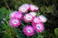 Phaenocoma prolifera