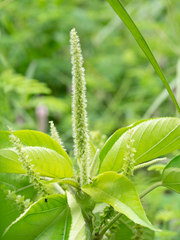 Acalypha angatensis