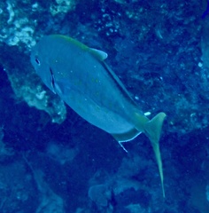 Flavocaranx bajad