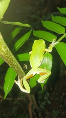 Zhangixalus taipeianus