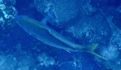 Flavocaranx bajad