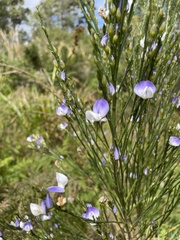 Psoralea usitata