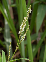 Persicaria barbata