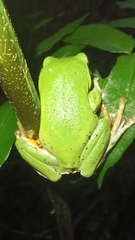 Zhangixalus taipeianus