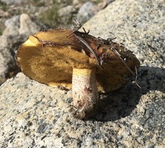 Suillus borealis