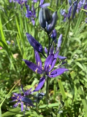 Camassia