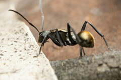 Polyrhachis ammon