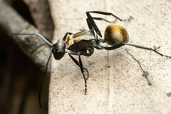 Polyrhachis ammon