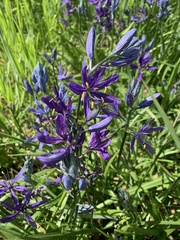 Camassia